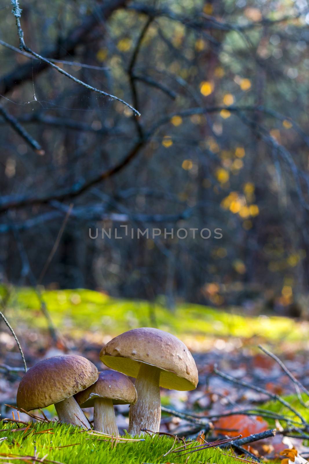 Three mushrooms growing in nature. Autumn mushroom grow in forest. Natural raw food growing. Edible cep, vegetarian natural organic meal