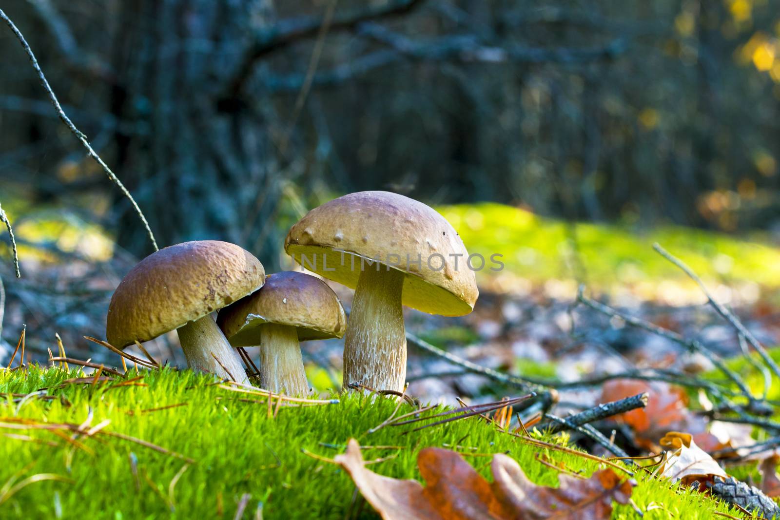 Three mushrooms grows in nature. Autumn mushroom grow in forest. Natural raw food growing. Edible cep, vegetarian natural organic meal