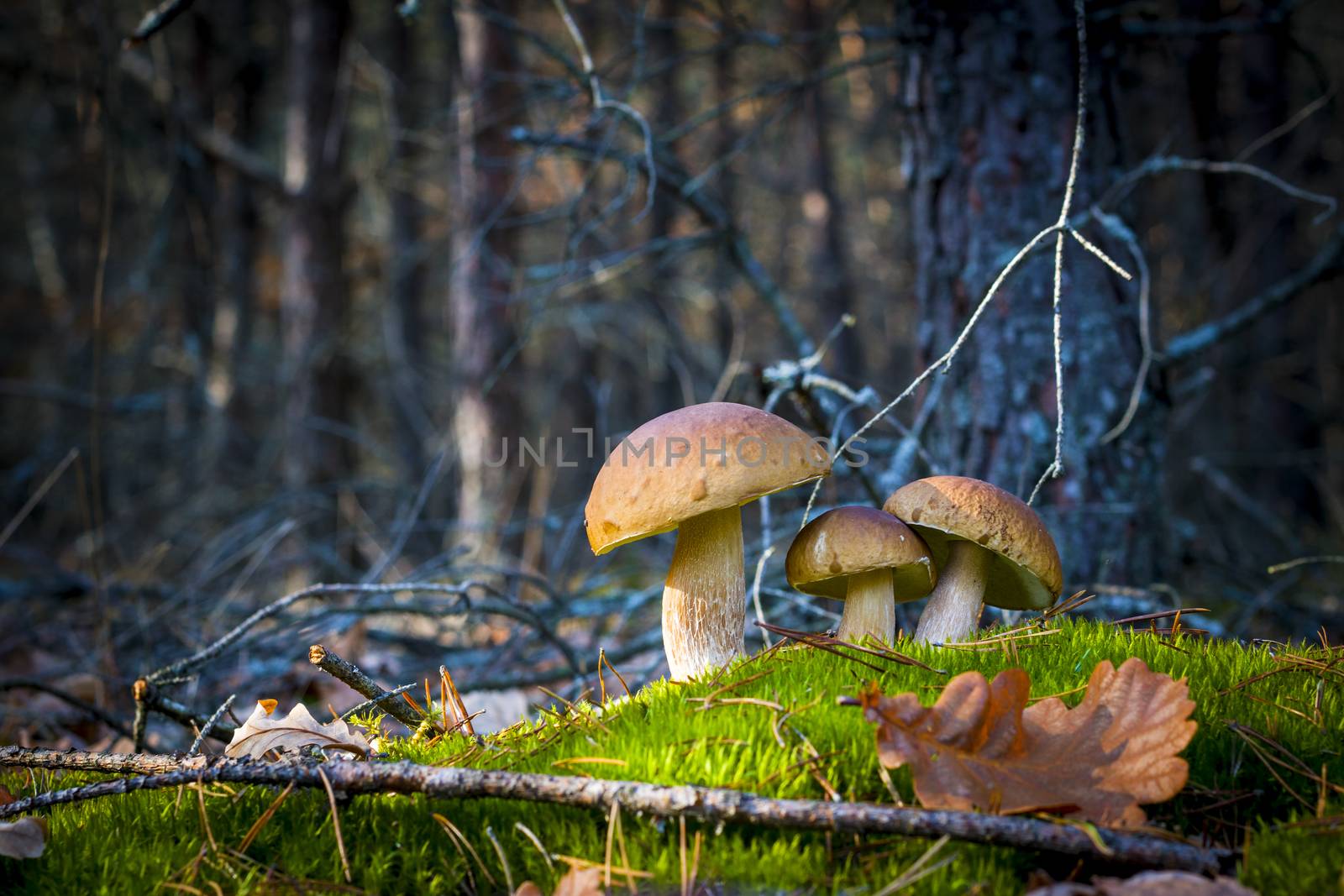 Three porcini mushrooms in nature. Autumn mushroom grow in forest. Natural raw food growing. Edible cep, vegetarian natural organic meal