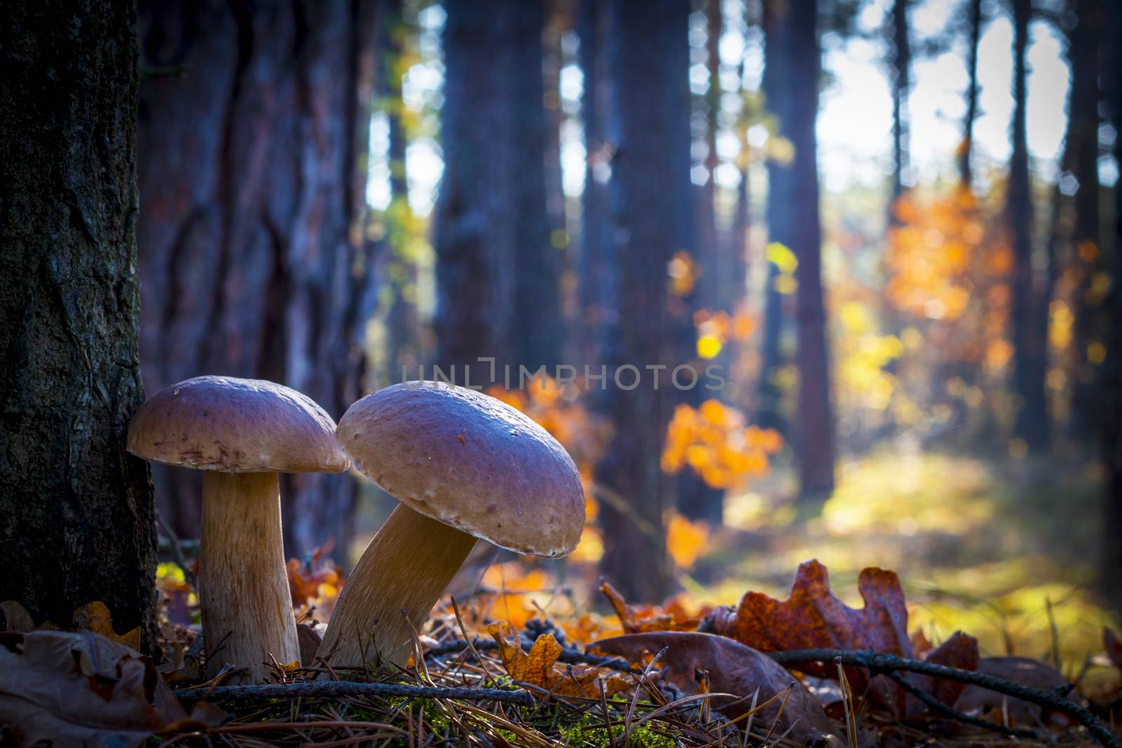 Two porcini mushrooms in morning forest. Autumn mushrooms grow in wood. Natural raw food growing. Edible cep, vegetarian natural organic meal