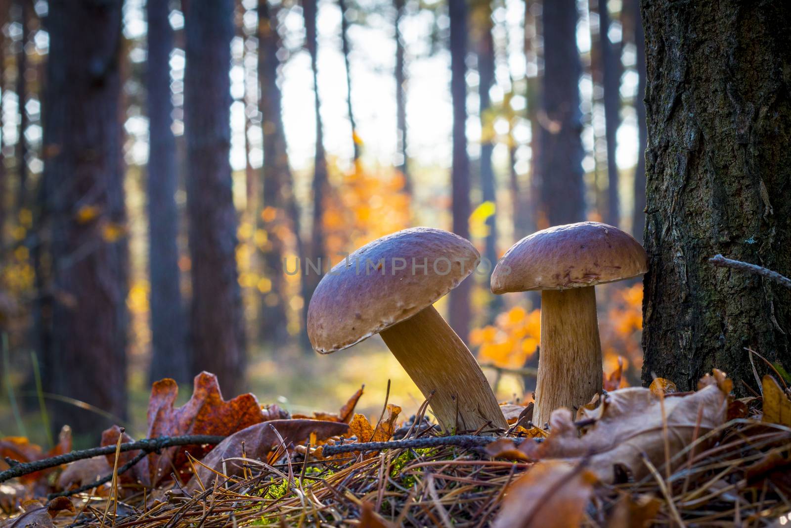 Two porcini mushrooms in morning wood. Autumn mushrooms grow in forest. Natural raw food growing. Edible cep, vegetarian natural organic meal