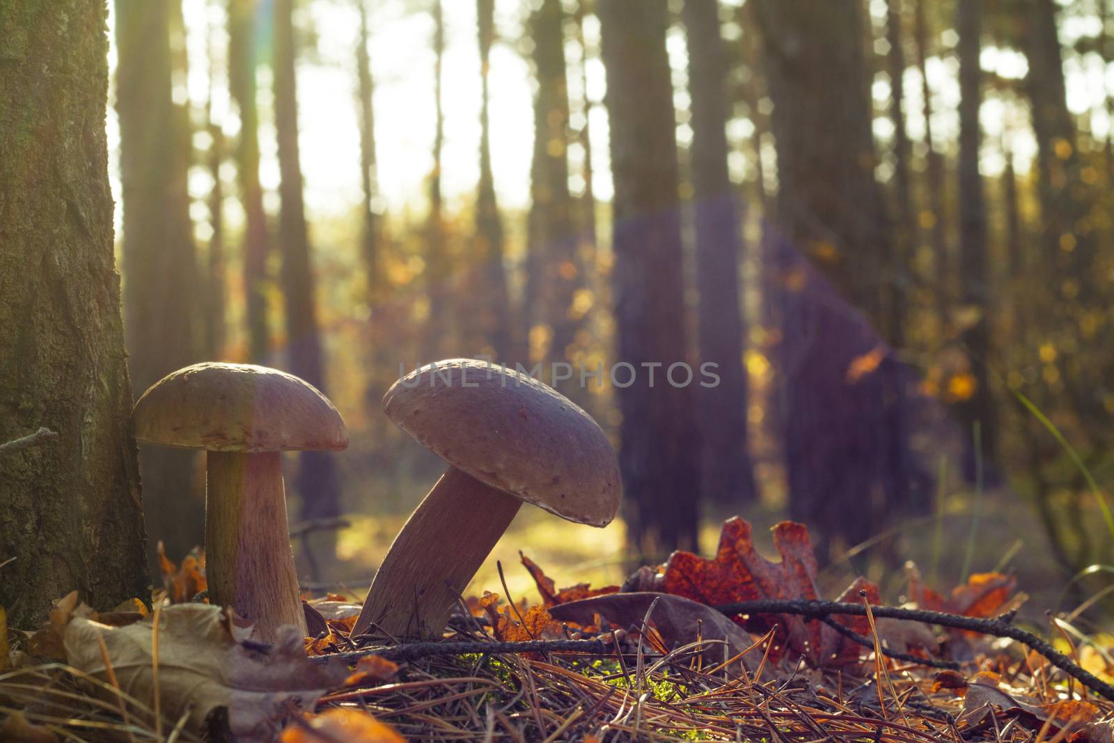 Two porcini mushrooms in sun rays. Autumn mushrooms grow in forest. Natural raw food growing. Edible cep, vegetarian natural organic meal
