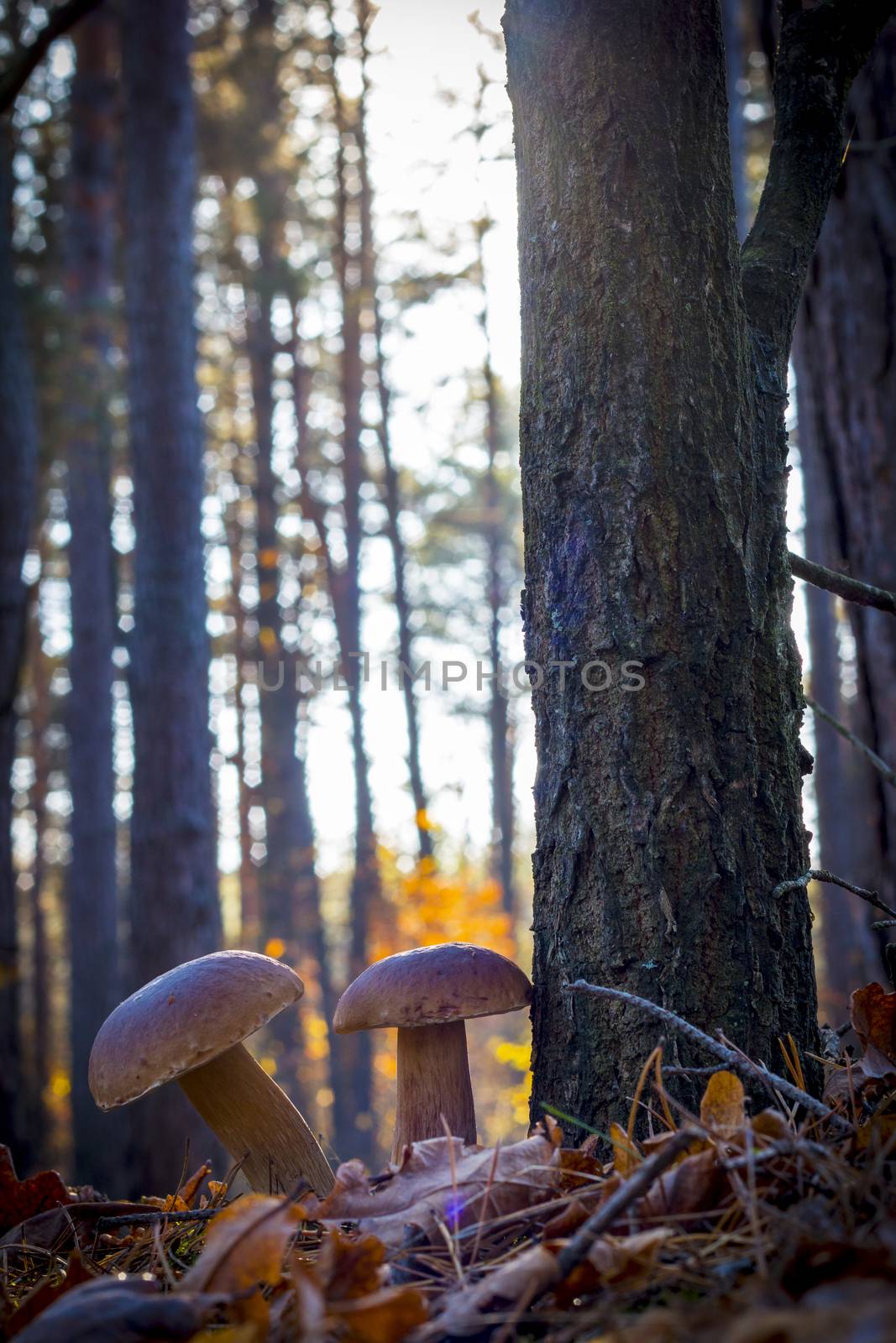 Two porcini mushrooms near the tree. Autumn mushrooms grow in forest. Natural raw food growing. Edible cep, vegetarian natural organic meal