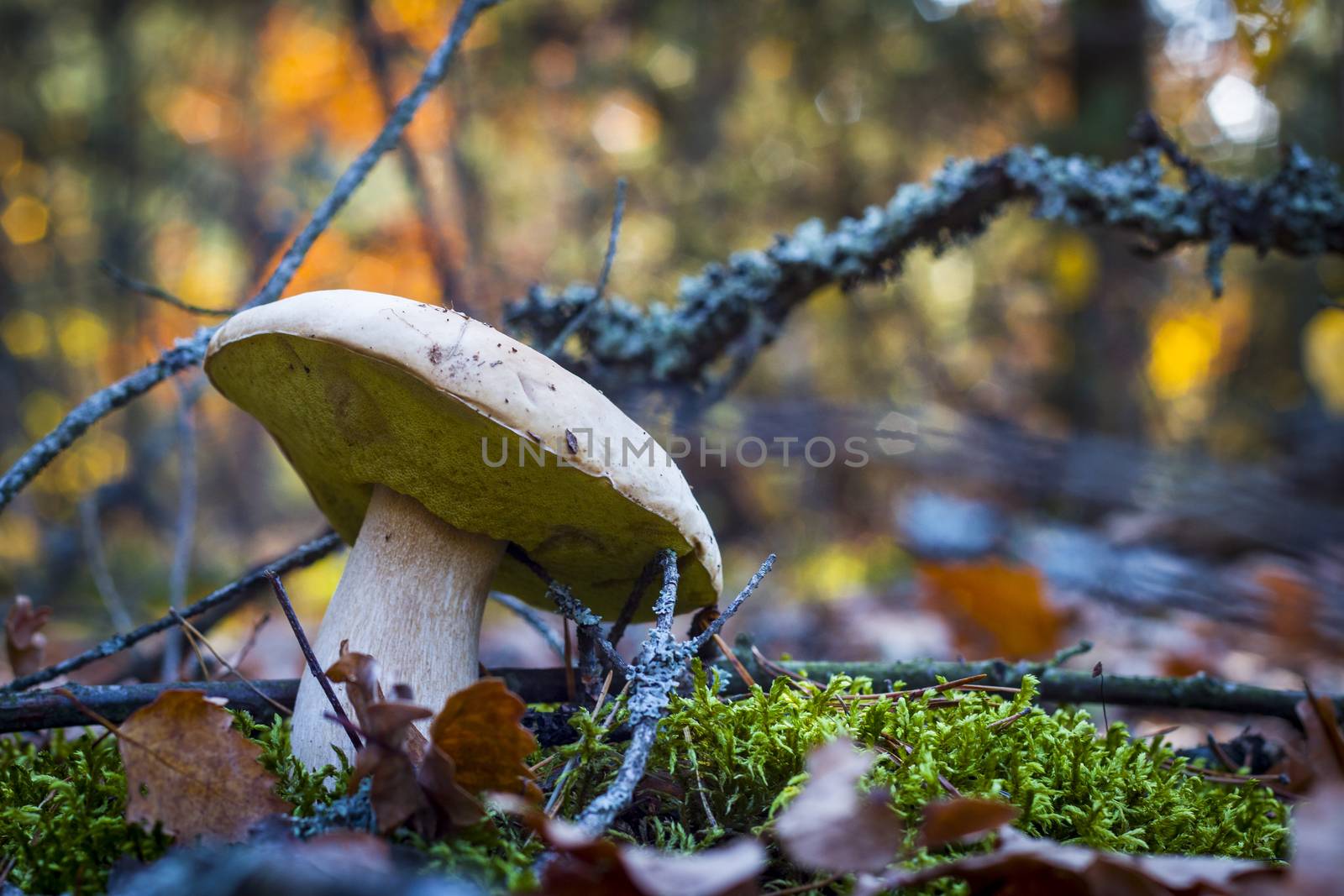 White mushroom grows in nature. Autumn mushrooms grow in forest. Natural raw food growing. Edible cep, vegetarian natural organic meal