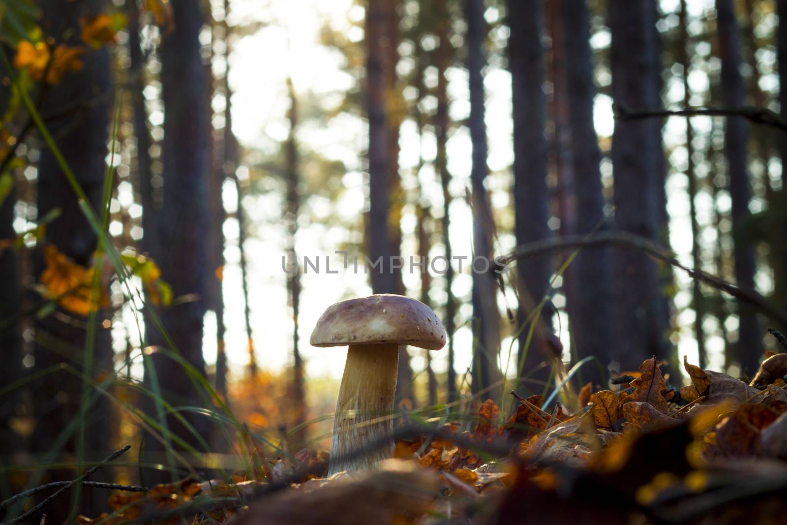 White mushroom in morning sun rays. Autumn mushrooms grow in forest. Natural raw food growing. Edible cep, vegetarian natural organic meal