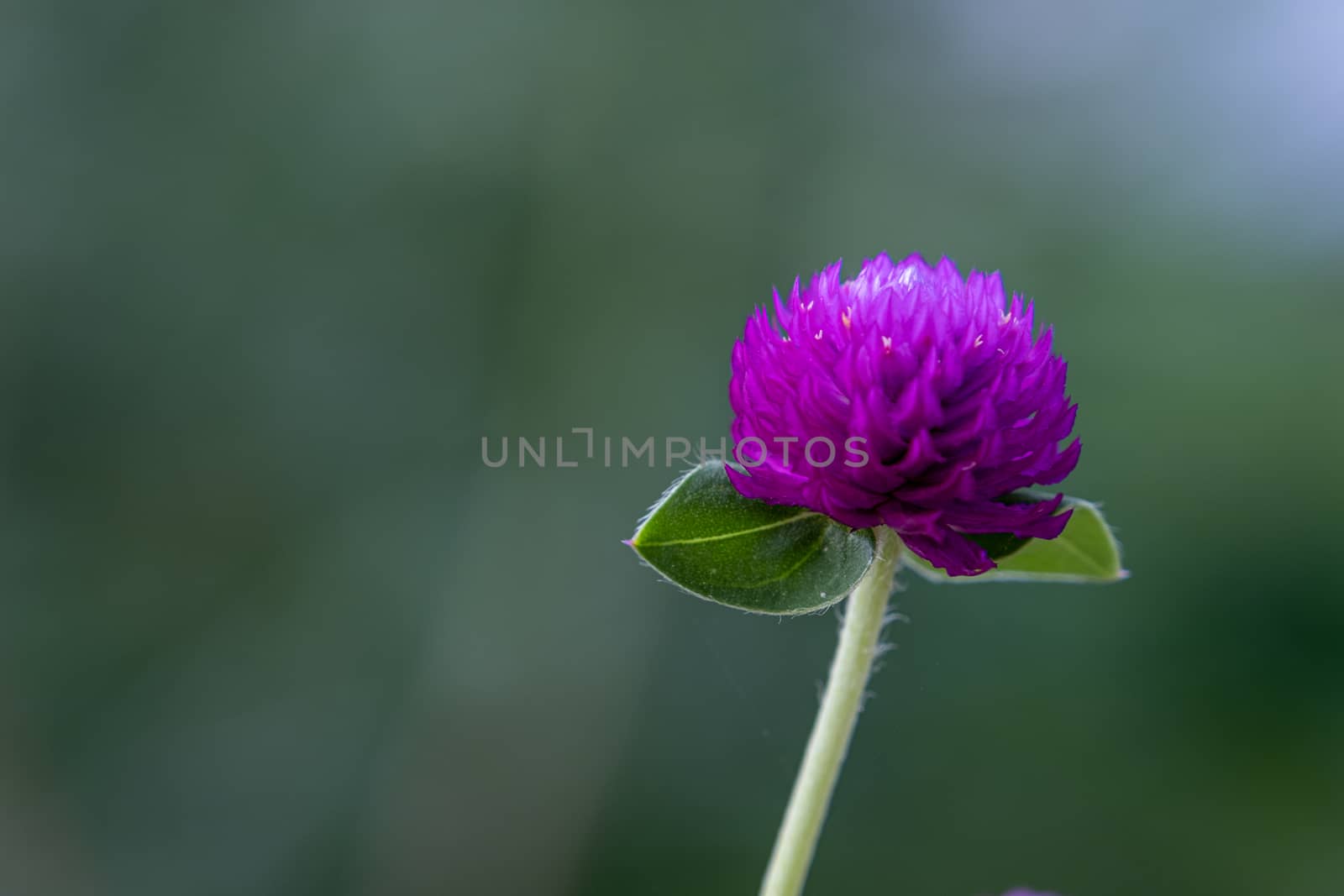 A Globe Amaranth / Bachelor Button. Flowers are magenta, white, pink and light purple. Popular plant as a home decoration. by peerapixs
