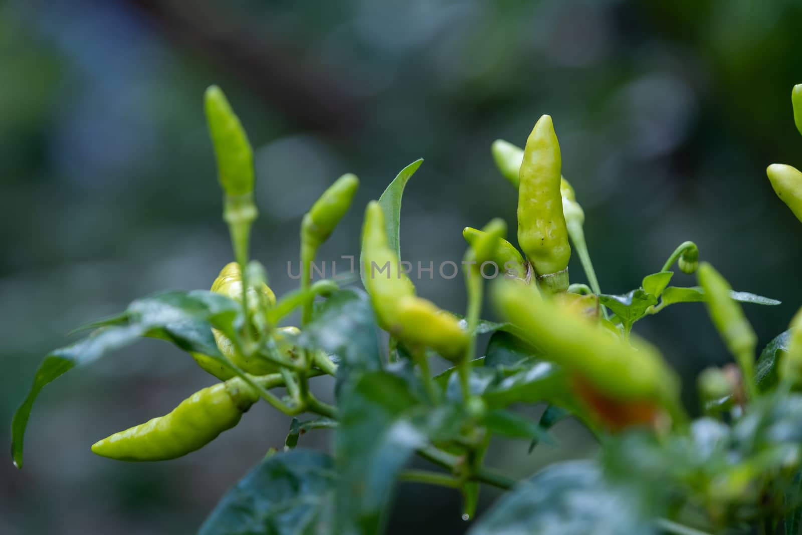 The Select focus Close up shot of a green chilli tree in the garden by peerapixs
