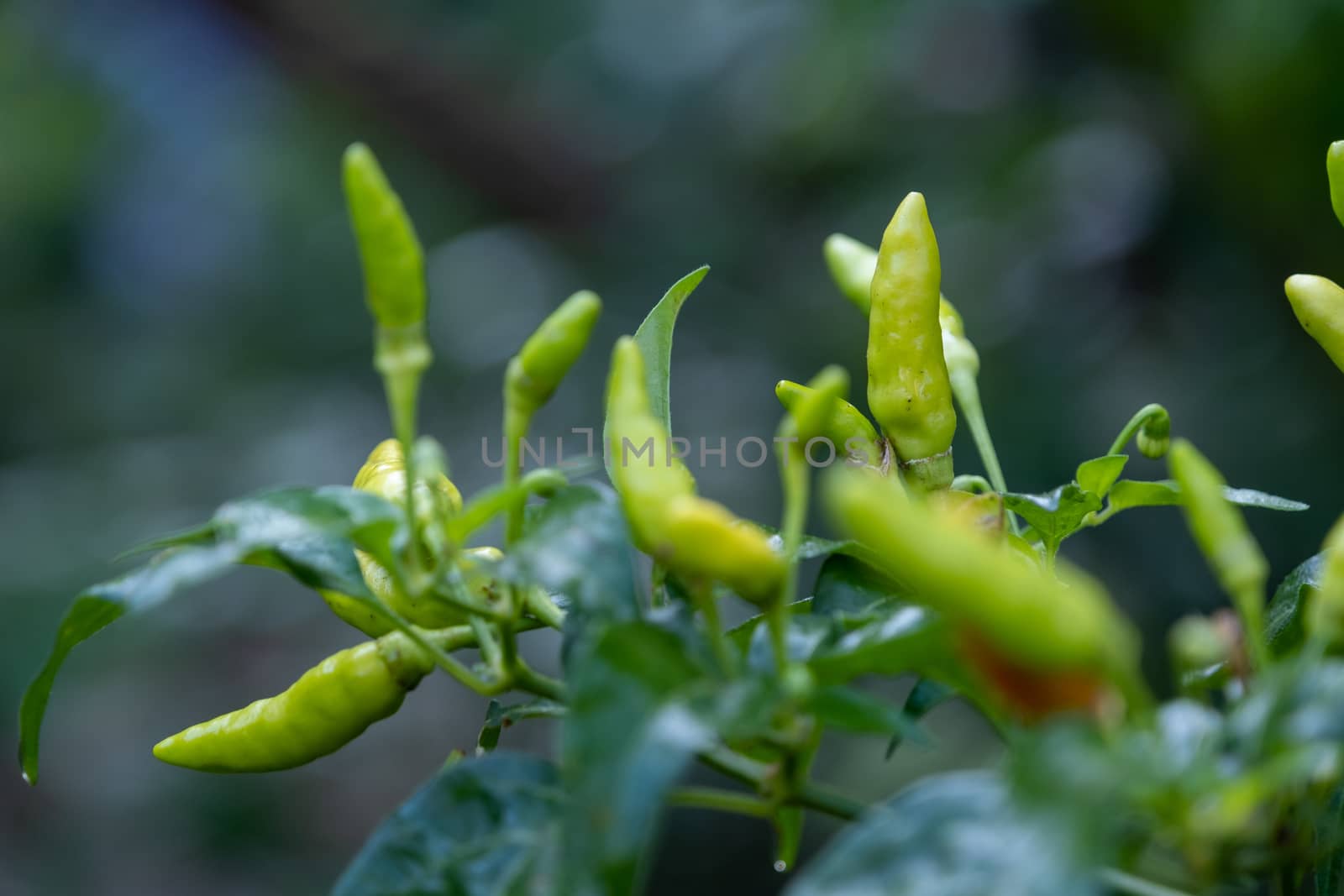 Select focus Close up shot of a green chilli tree in the garden