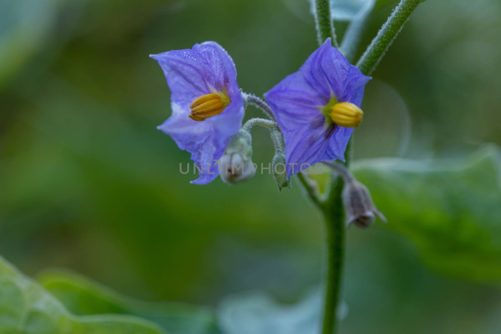 The Select focus Close up Thai Eggplant with flower on green leaf and tree with blur background by peerapixs