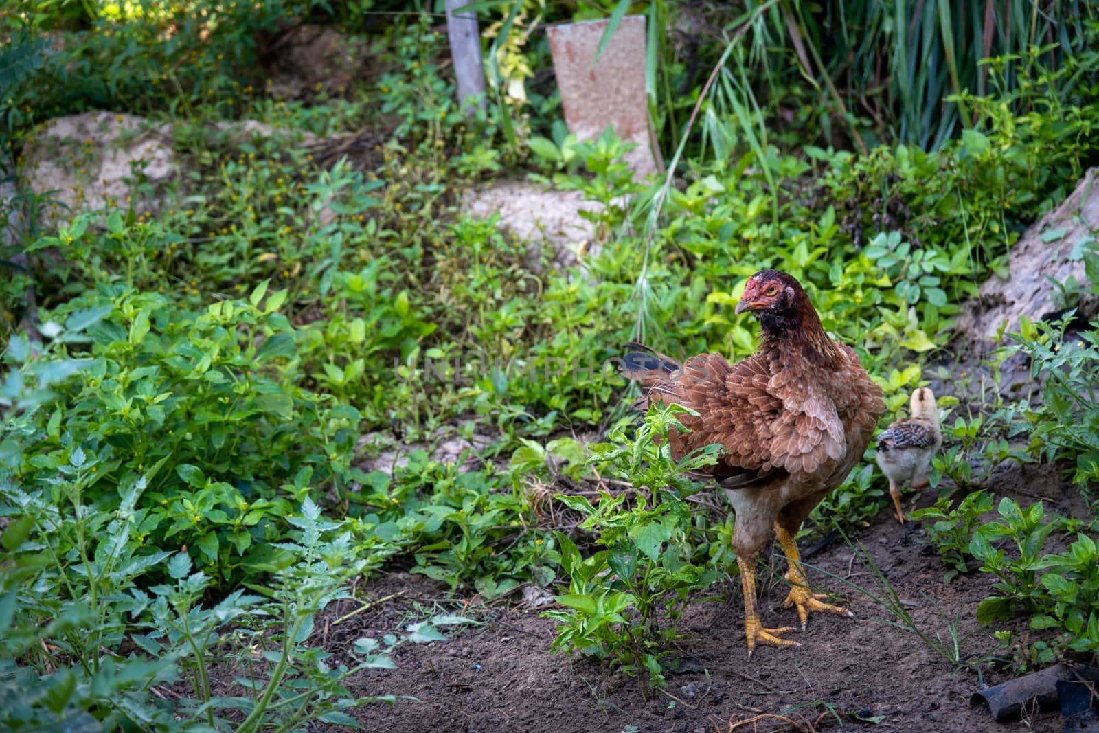Brown hen chicken standing in field use for farm animals, livest. Ock domestic pets animals