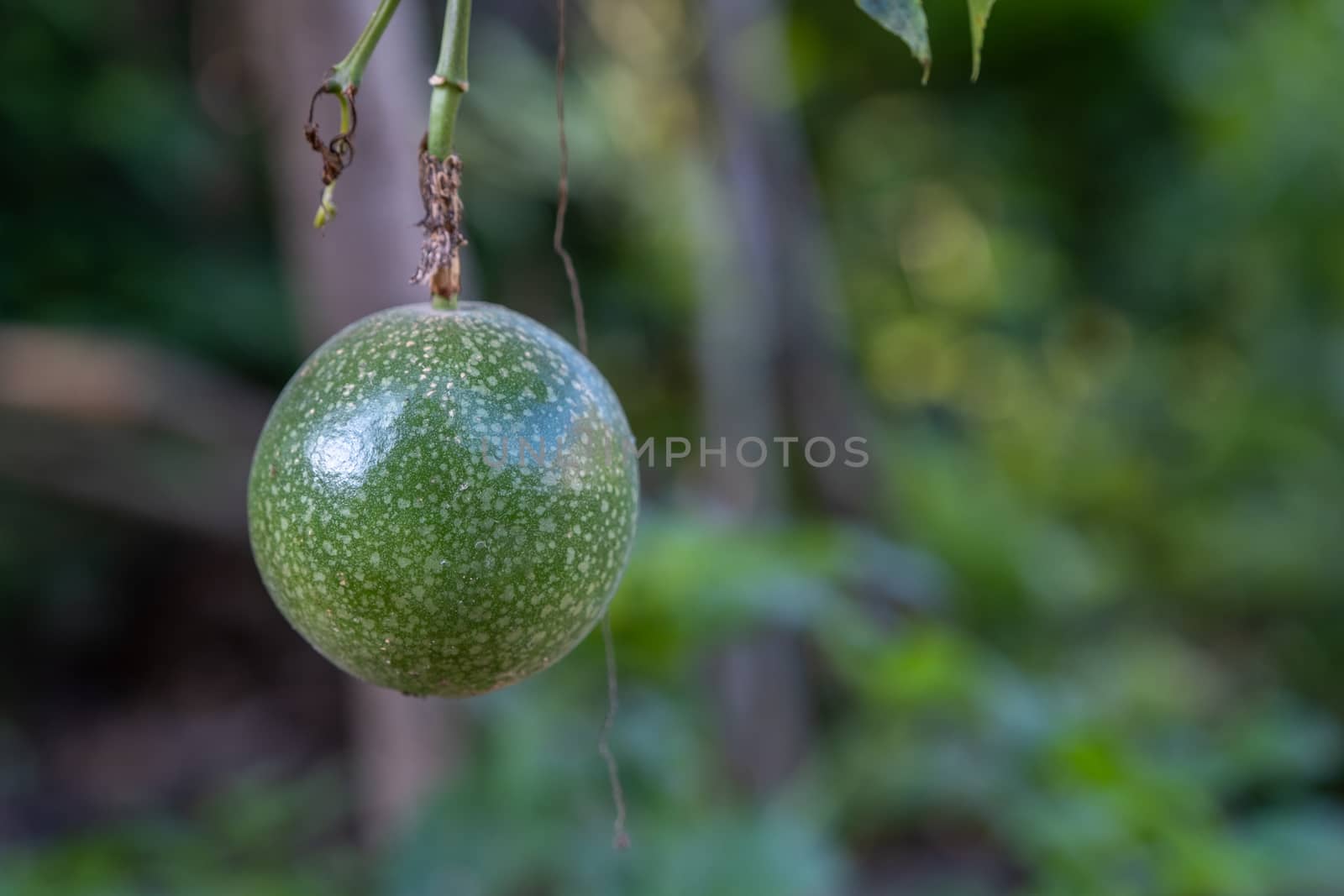 Passion fruit on the vine. Close up of passion fruit on the vine, selective focus