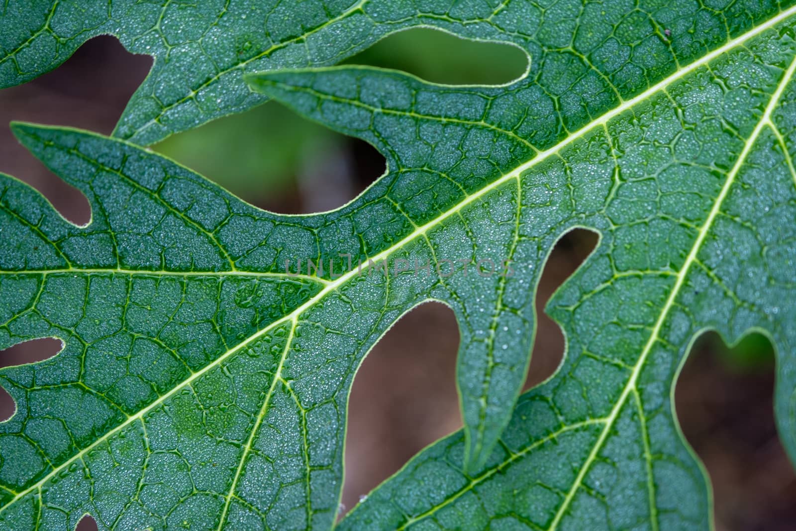 Rain drop on papaya leaf background show pattern With shadow edge, select focus