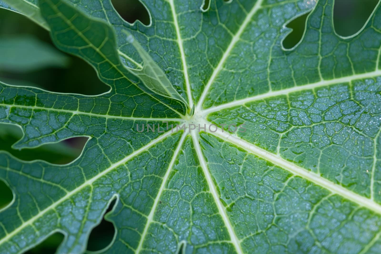 The Rain drop on papaya leaf background show pattern With shadow edge, select focus by peerapixs