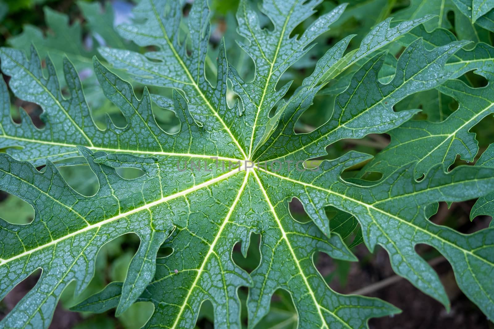 Rain drop on papaya leaf background show pattern With shadow edge, select focus