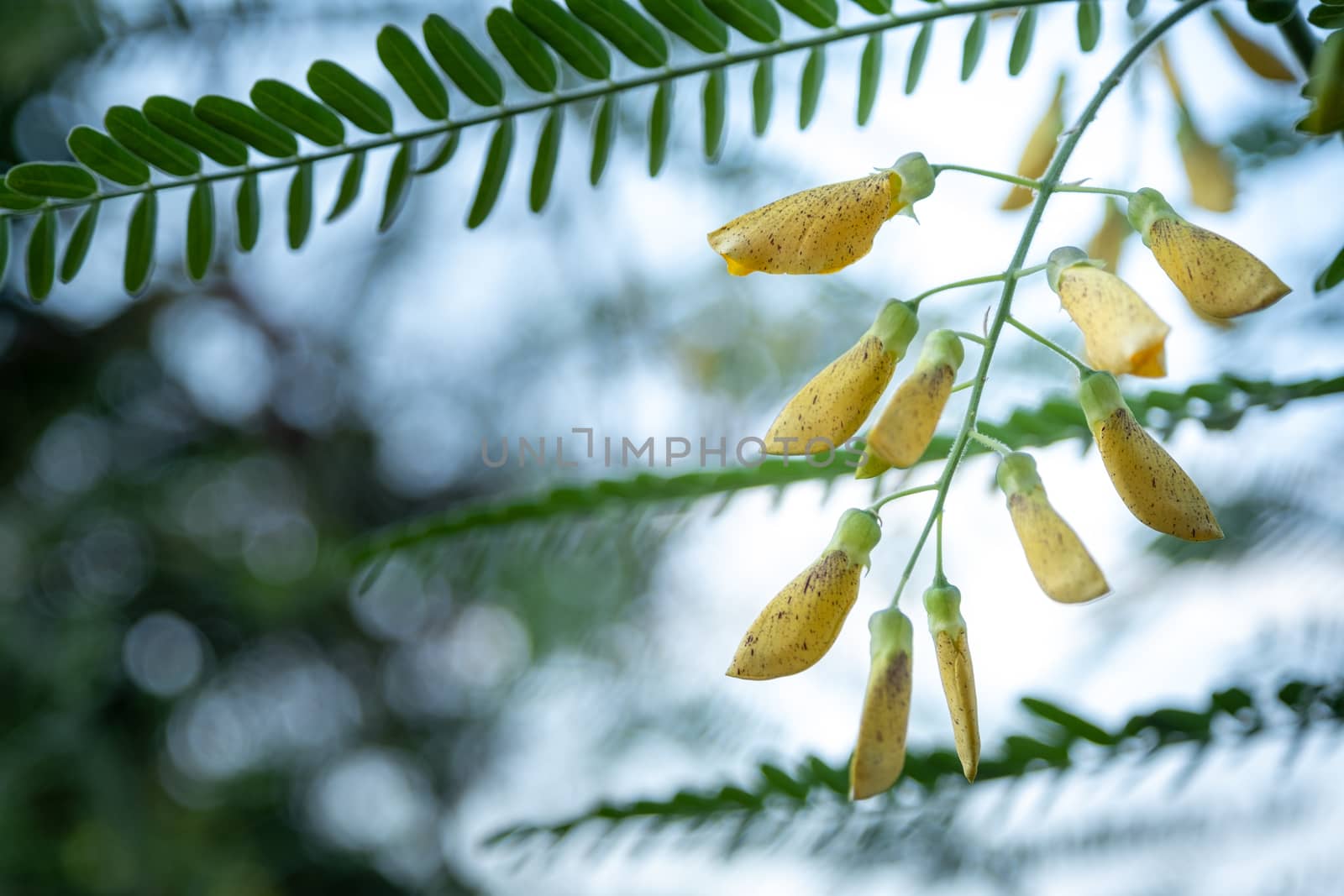 The Yellow Sesbania bloom flower can be used to make food and desserts by peerapixs