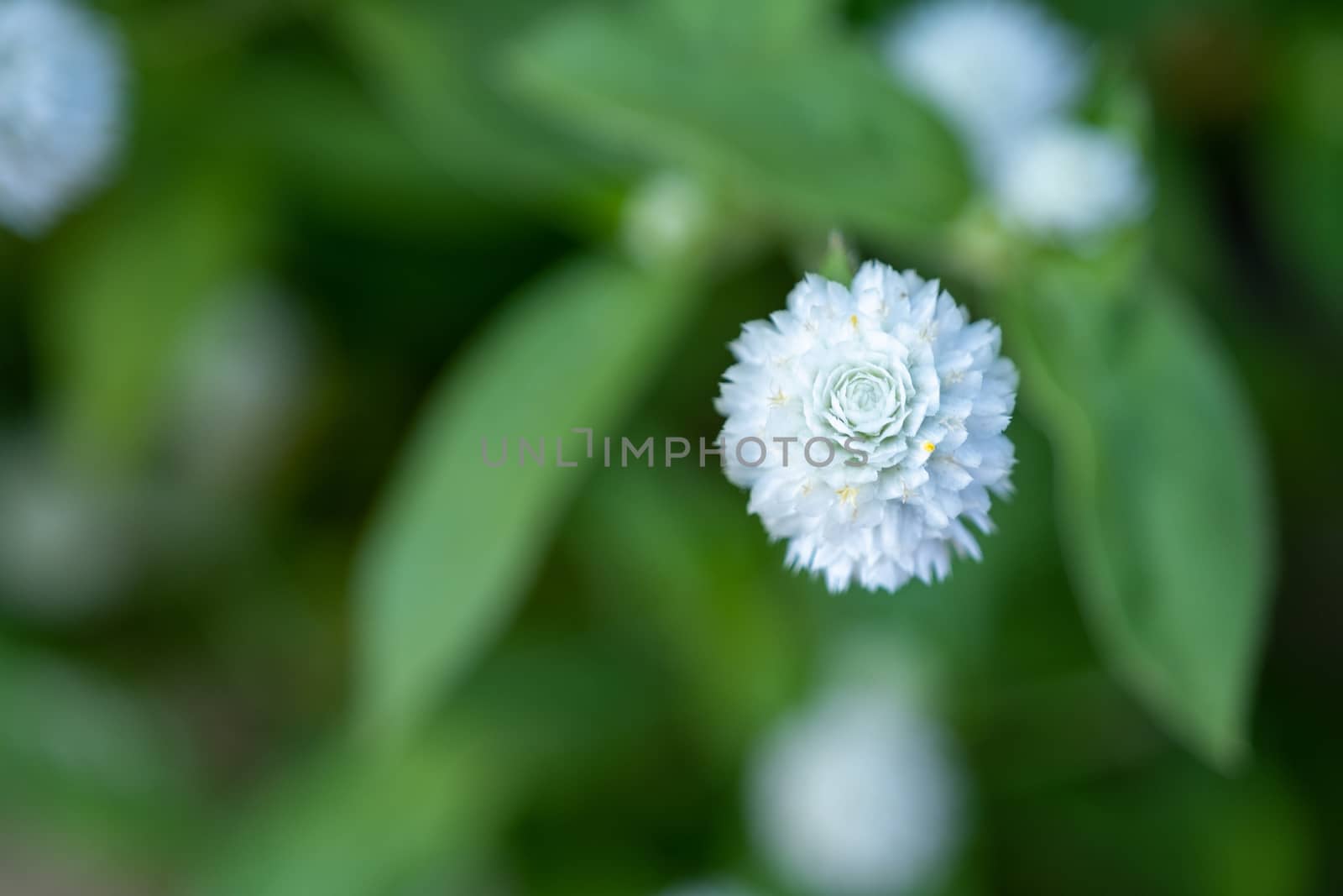 Globe Amaranth / Bachelor Button. Flowers are magenta, white, pink and light purple. Popular plant as a home decoration.