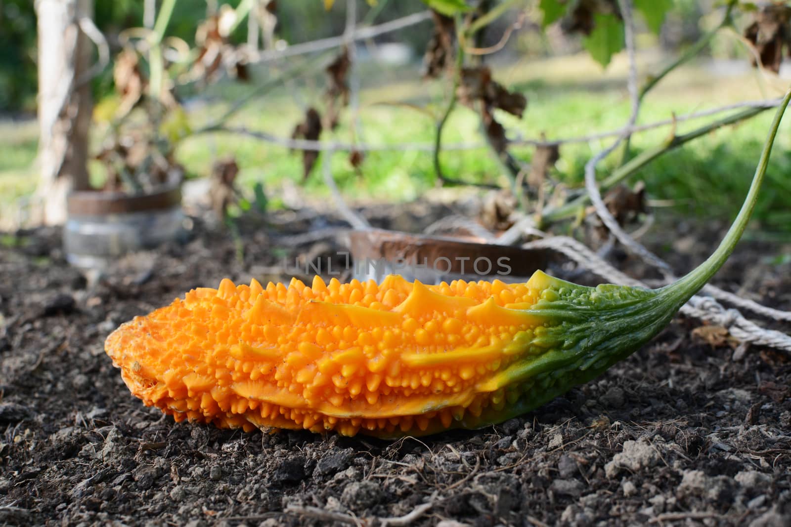 Ripe orange bitter melon with unusual warty skin, lying in a vegetable bed