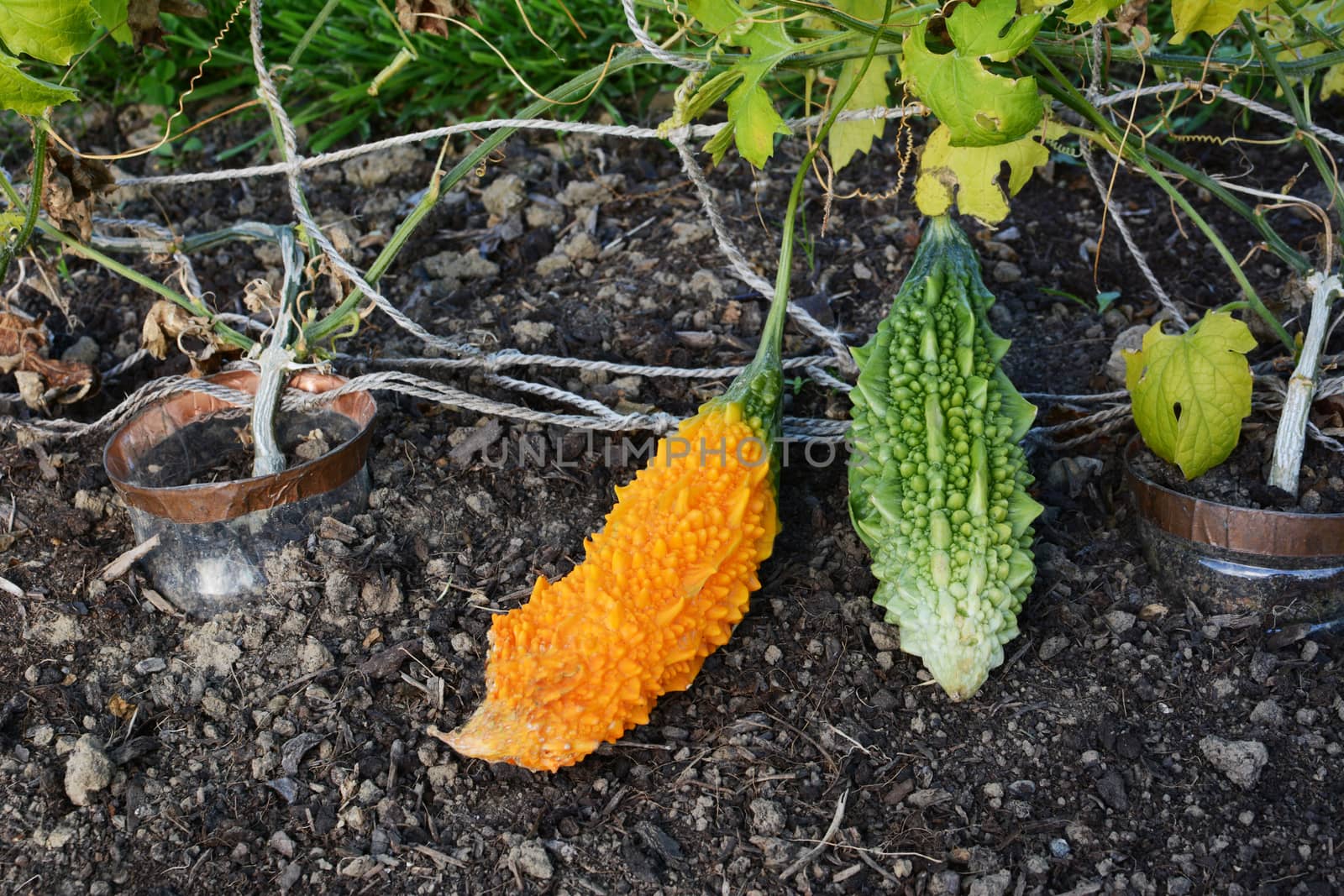 Ripe bitter melon growing next to green immature gourd in a vegetable garden