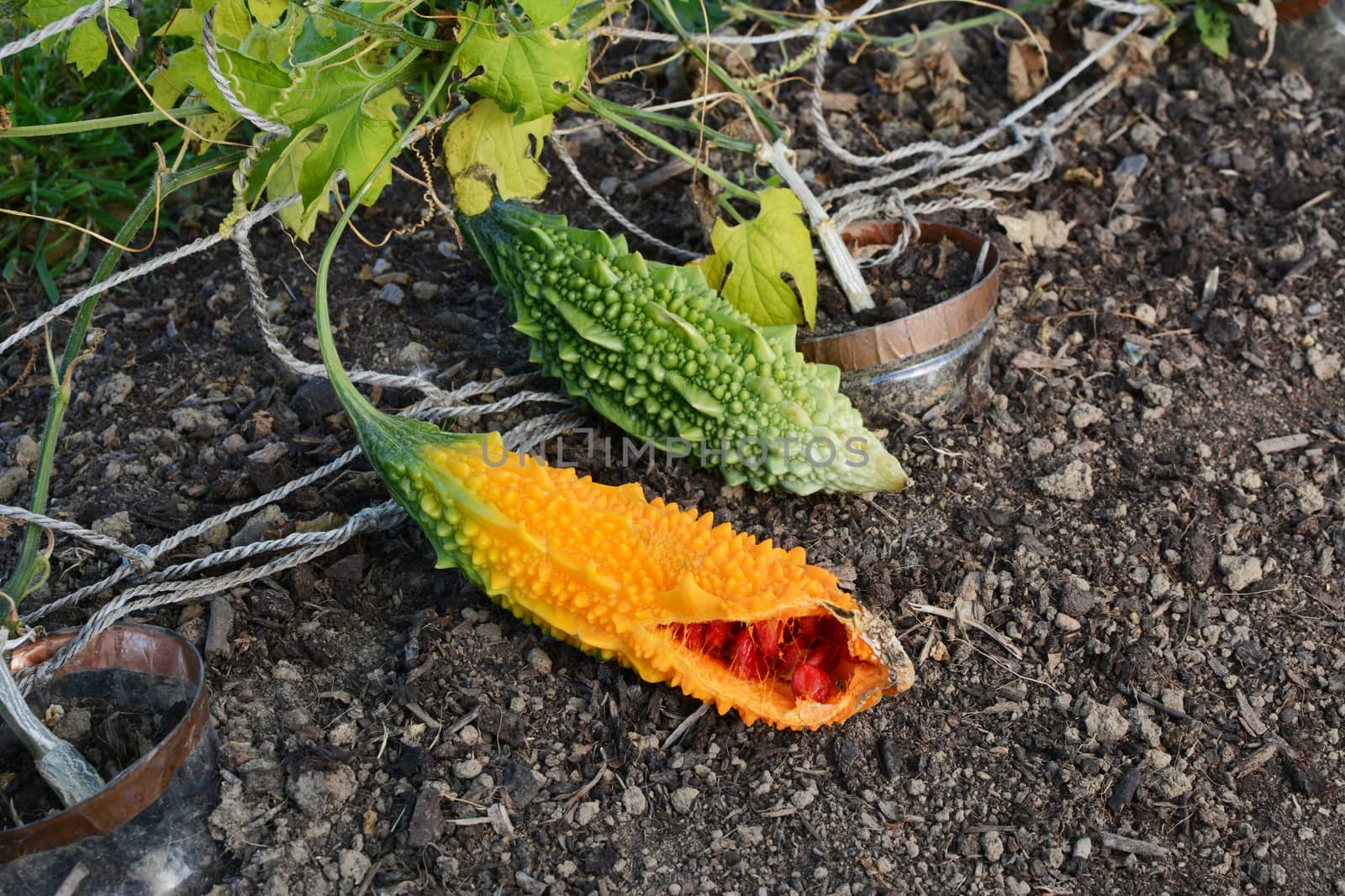 Overripe orange bitter melon, showing red seeds, next to green immature bitter gourd