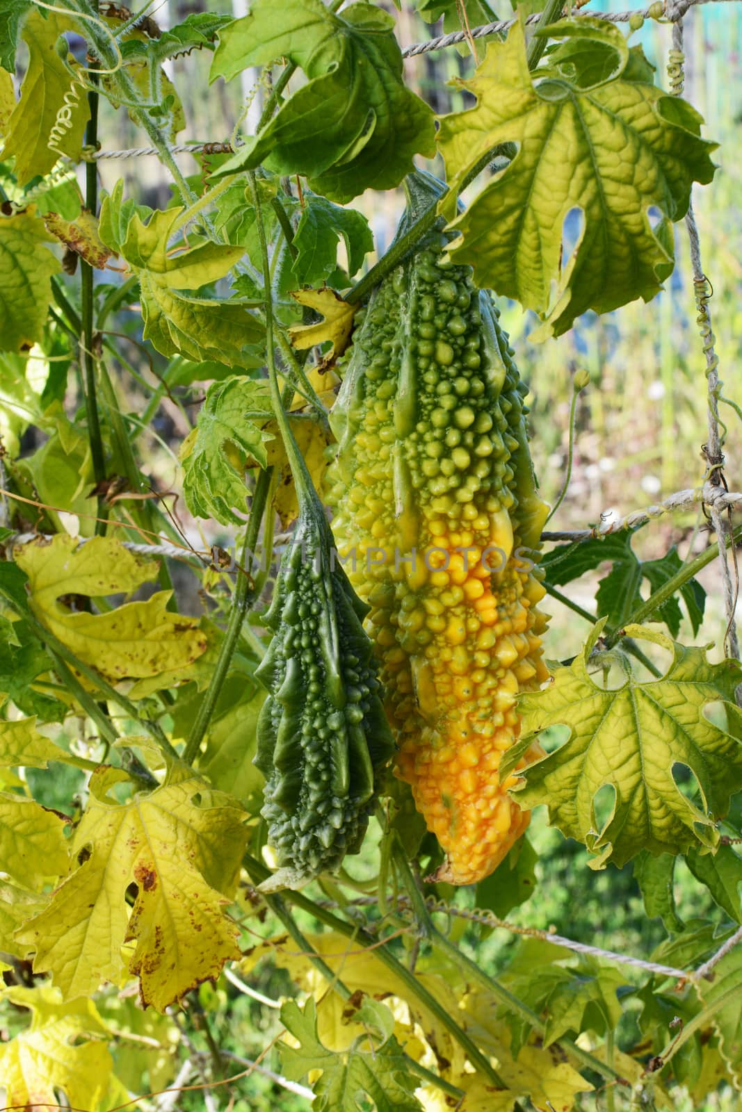 Large ripening bitter melon, turning yellow - growing on vine next to small green fruit