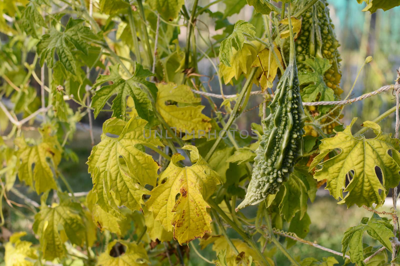 Green bitter gourd with deep ridges on a vine with yellowing leaves in an allotment