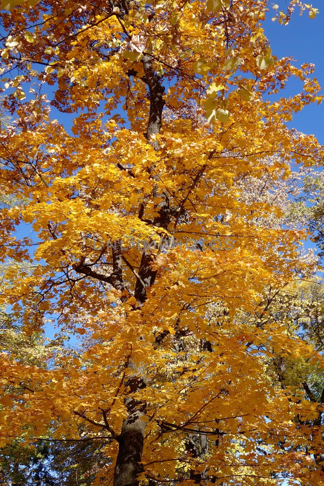 Autumn in October the color of nature in the forests of Sub-Carpathians is impressive.
The yellow and red leaves were shaking from the tall trees.
It is worth seeing these beauties of autumn when you arrive in Romania.