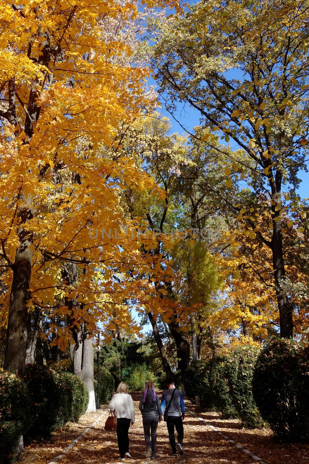 Autumn in October the color of nature in the forests of Sub-Carpathians is impressive.
The yellow and red leaves were shaking from the tall trees.
It is worth seeing these beauties of autumn when you arrive in Romania.