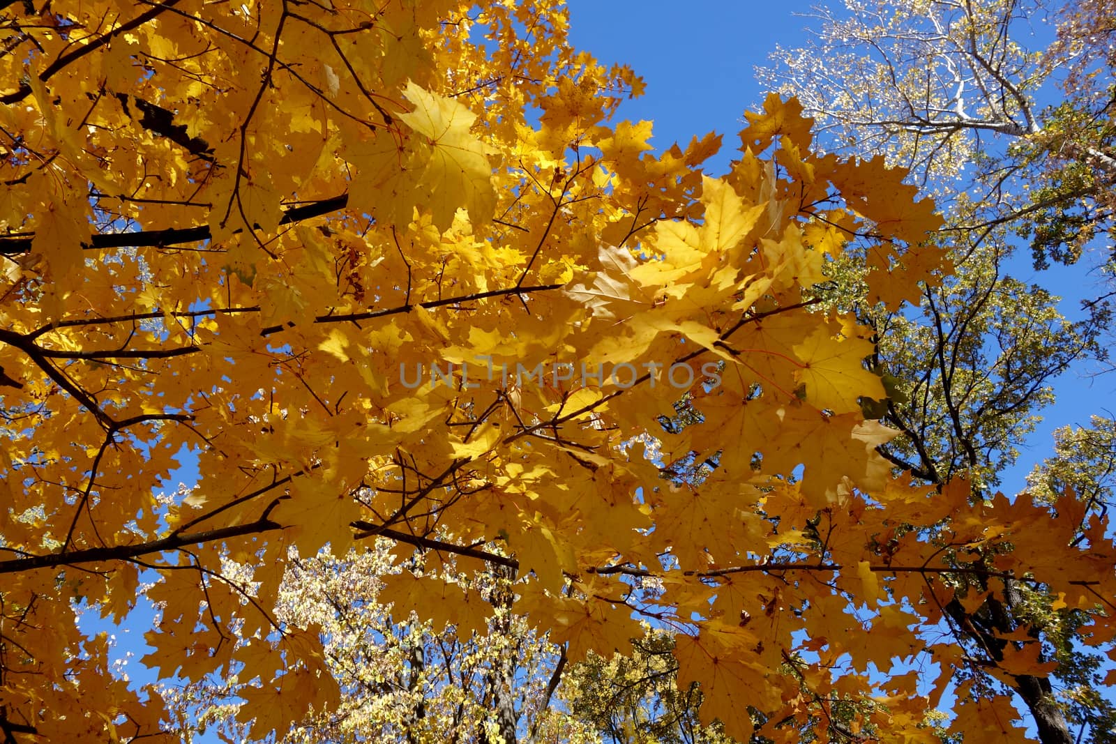 Autumn in October the color of nature in the forests of Sub-Carpathians is impressive.
The yellow and red leaves were shaking from the tall trees.
It is worth seeing these beauties of autumn when you arrive in Romania.