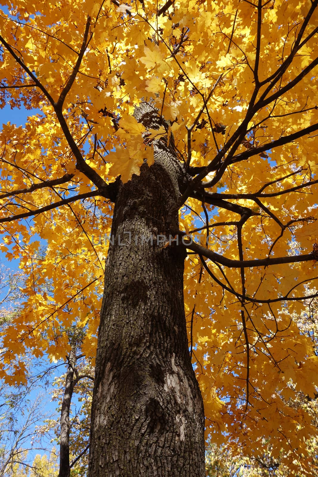 Autumn in October the color of nature in the forests of Sub-Carpathians is impressive.
The yellow and red leaves were shaking from the tall trees.
It is worth seeing these beauties of autumn when you arrive in Romania.