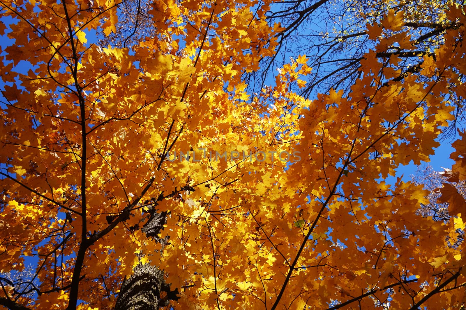 Autumn in October the color of nature in the forests of Sub-Carpathians is impressive.
The yellow and red leaves were shaking from the tall trees.
It is worth seeing these beauties of autumn when you arrive in Romania.