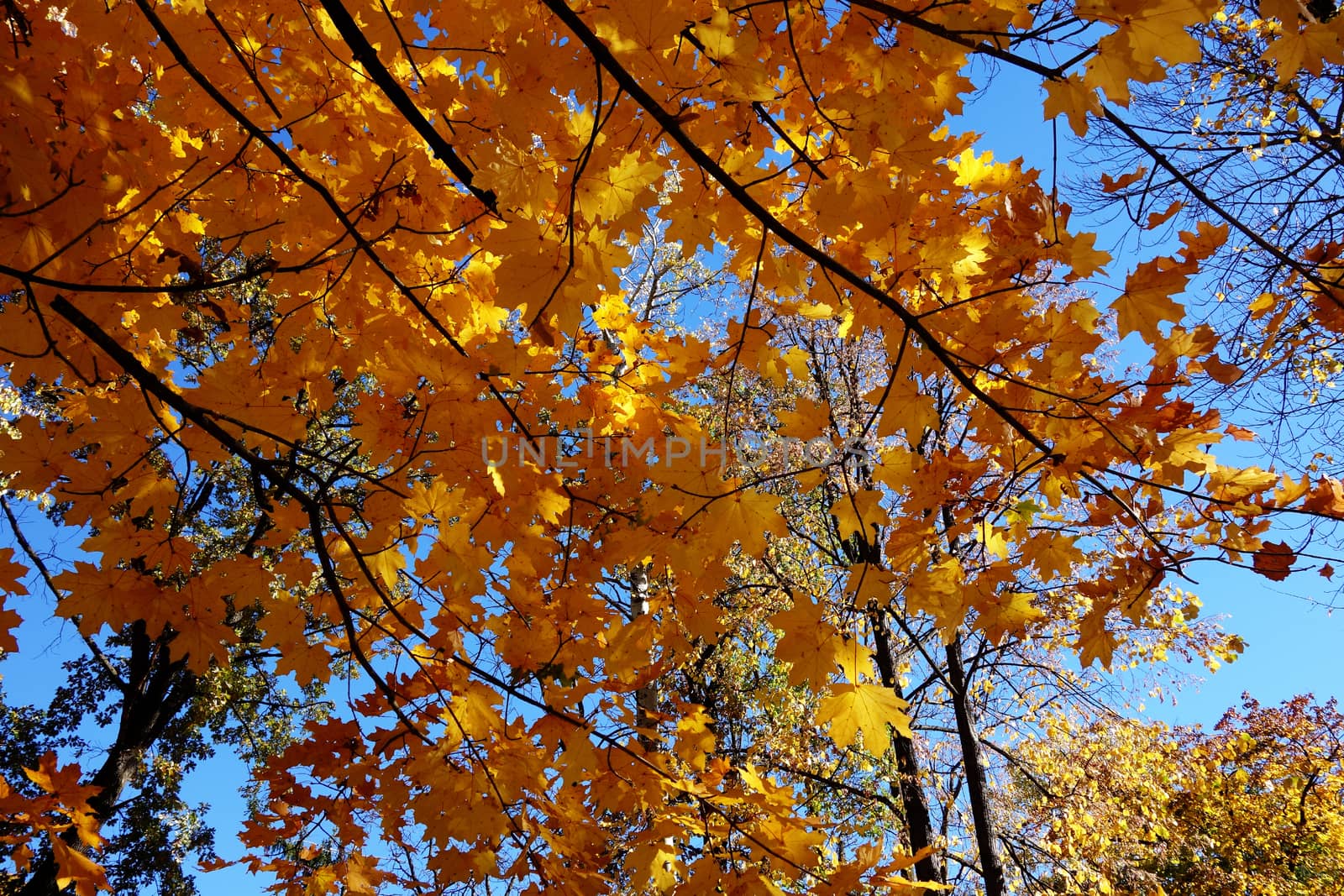Autumn in October the color of nature in the forests of Sub-Carpathians is impressive.
The yellow and red leaves were shaking from the tall trees.
It is worth seeing these beauties of autumn when you arrive in Romania.