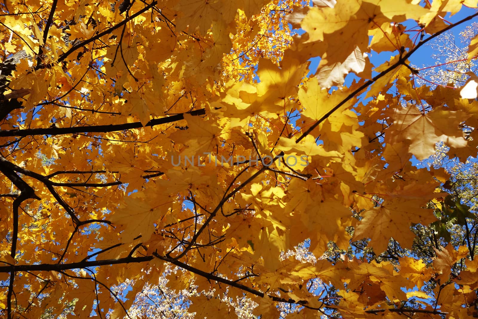 Autumn in October the color of nature in the forests of Sub-Carpathians is impressive.
The yellow and red leaves were shaking from the tall trees.
It is worth seeing these beauties of autumn when you arrive in Romania.