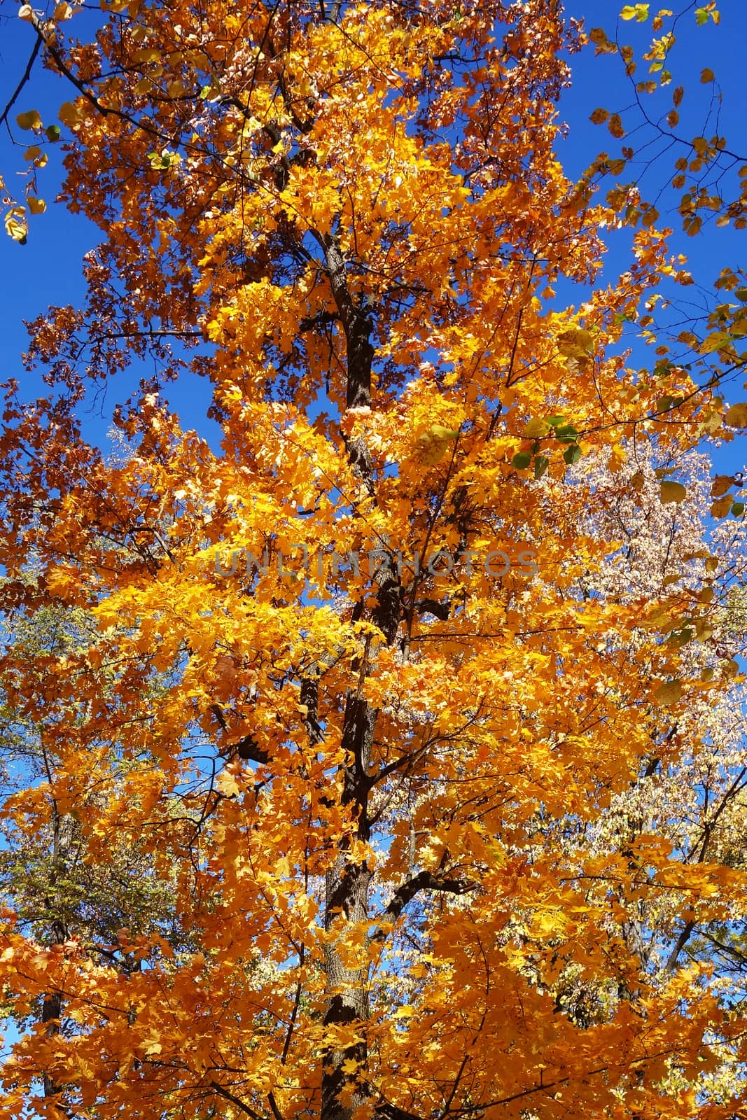 Autumn in October the color of nature in the forests of Sub-Carpathians is impressive.
The yellow and red leaves were shaking from the tall trees.
It is worth seeing these beauties of autumn when you arrive in Romania.