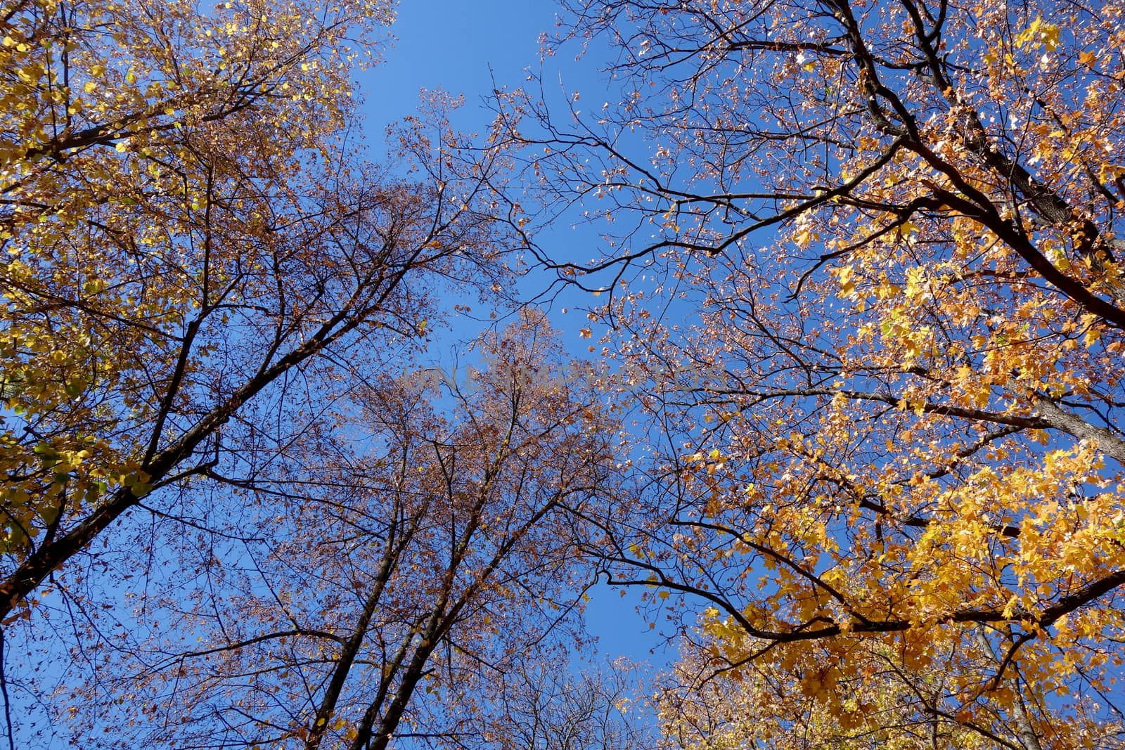 Autumn in October the color of nature in the forests of Sub-Carpathians is impressive.
The yellow and red leaves were shaking from the tall trees.
It is worth seeing these beauties of autumn when you arrive in Romania.