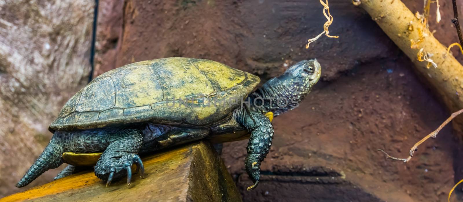 beautiful portrait of a european pond turtle, Exotic reptile from Europe, near threatened animal specie