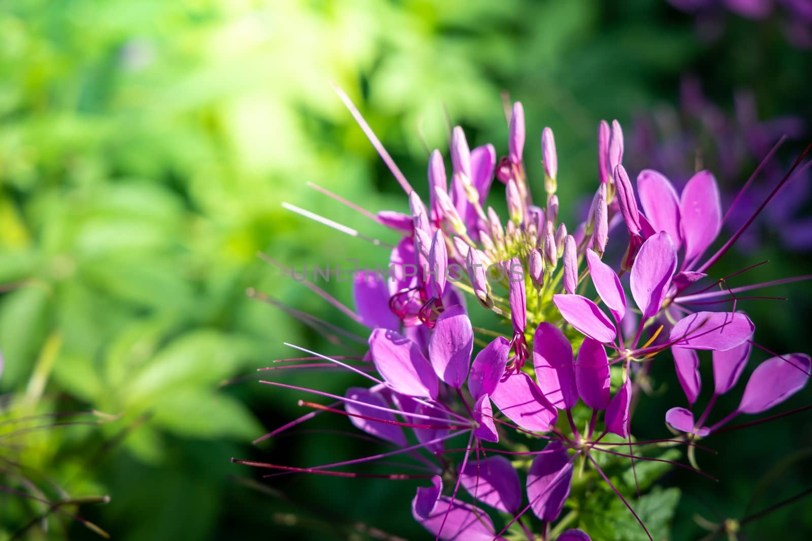 The background image of the colorful flowers by teerawit