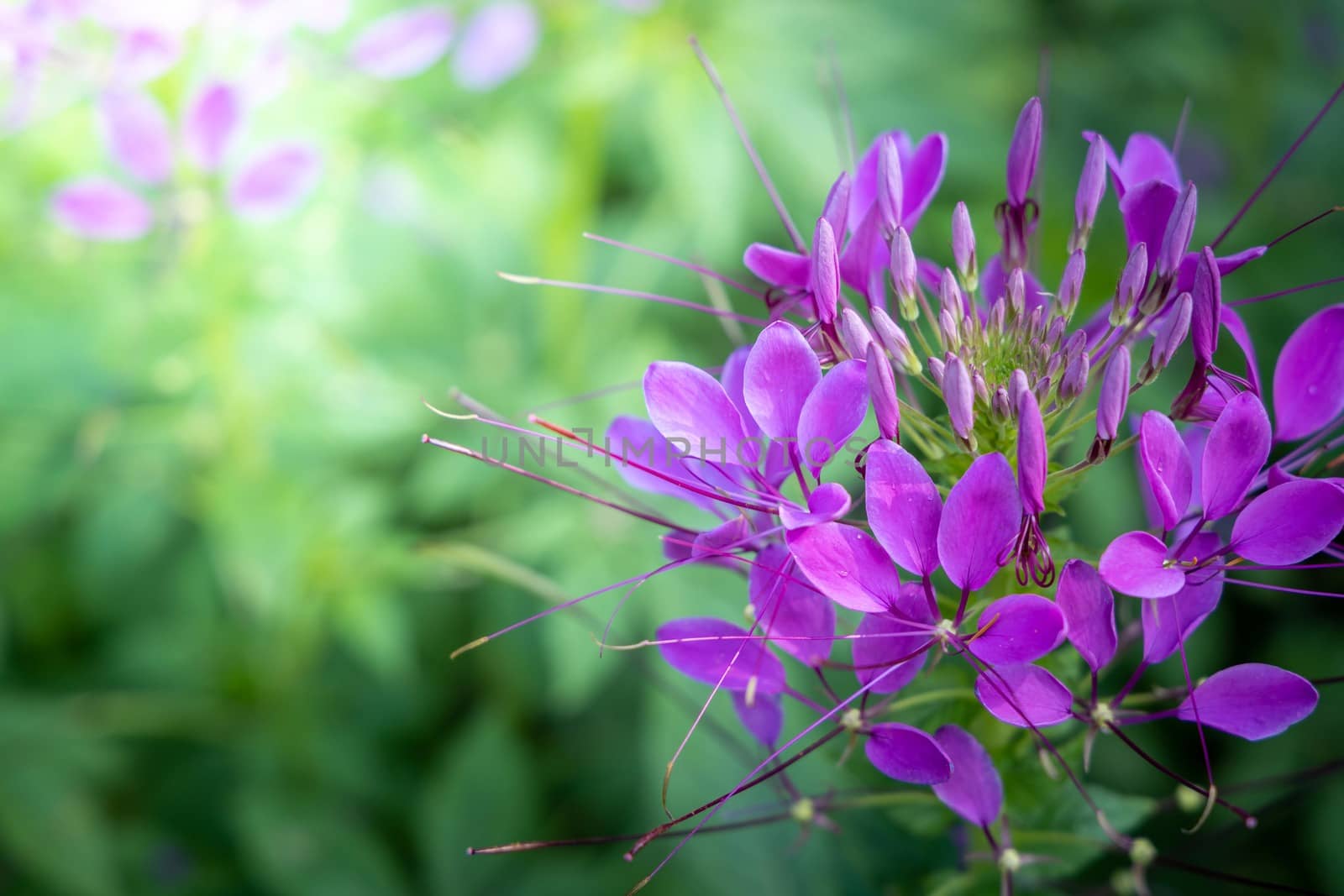 The background image of the colorful flowers by teerawit