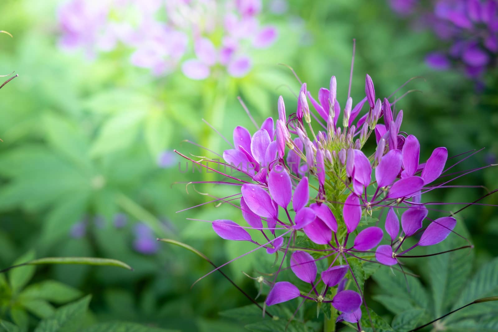 The background image of the colorful flowers, background nature