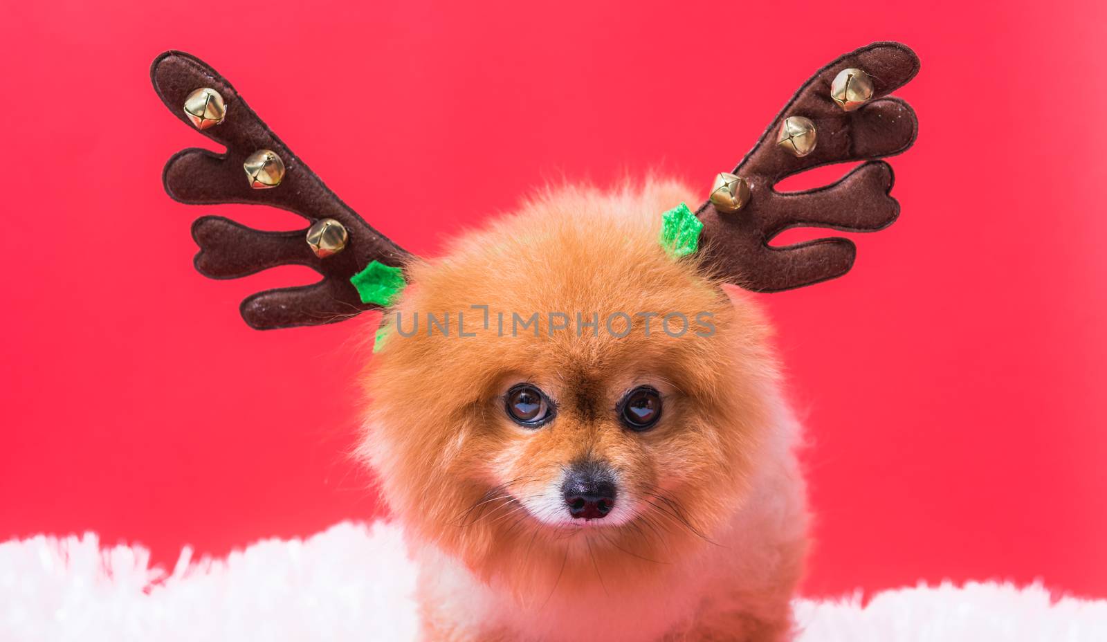 Closeup Chihuahua dog funny portrait in reindeer, christmas deer costume on red background