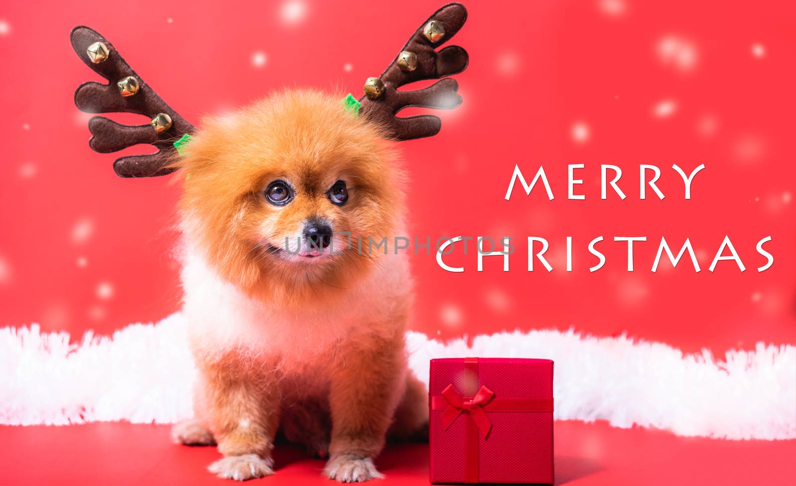 Closeup Chihuahua dog funny portrait in reindeer, christmas deer costume on red background