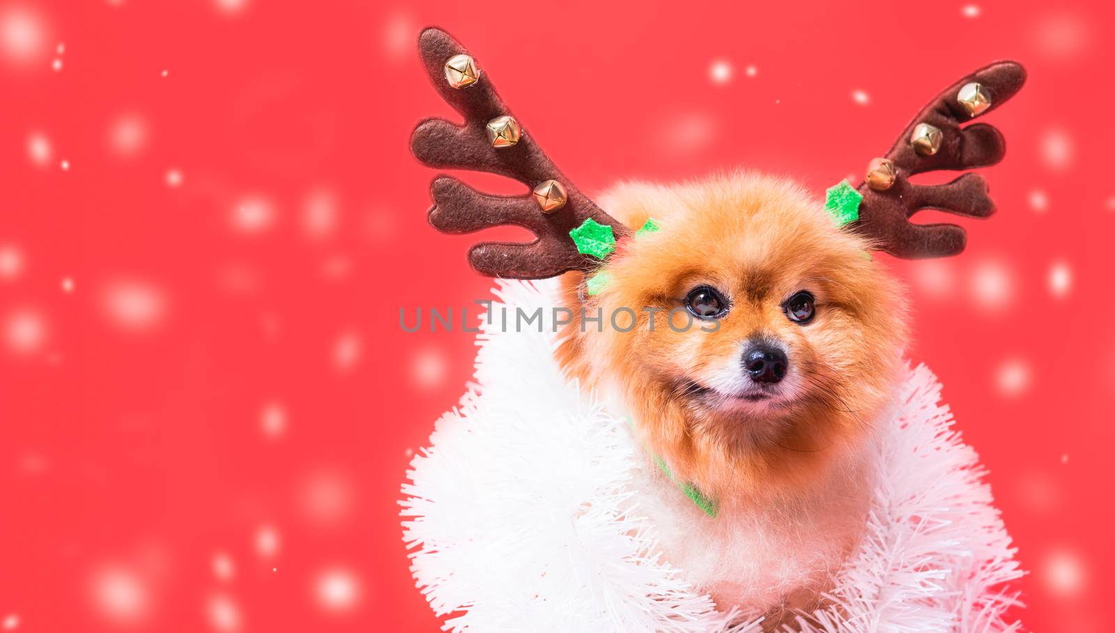 Closeup Chihuahua dog funny portrait in reindeer, christmas deer costume on red background
