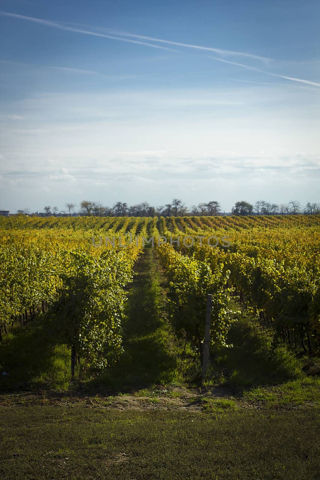 Vineyards in autumn, natural landscape in fine weather