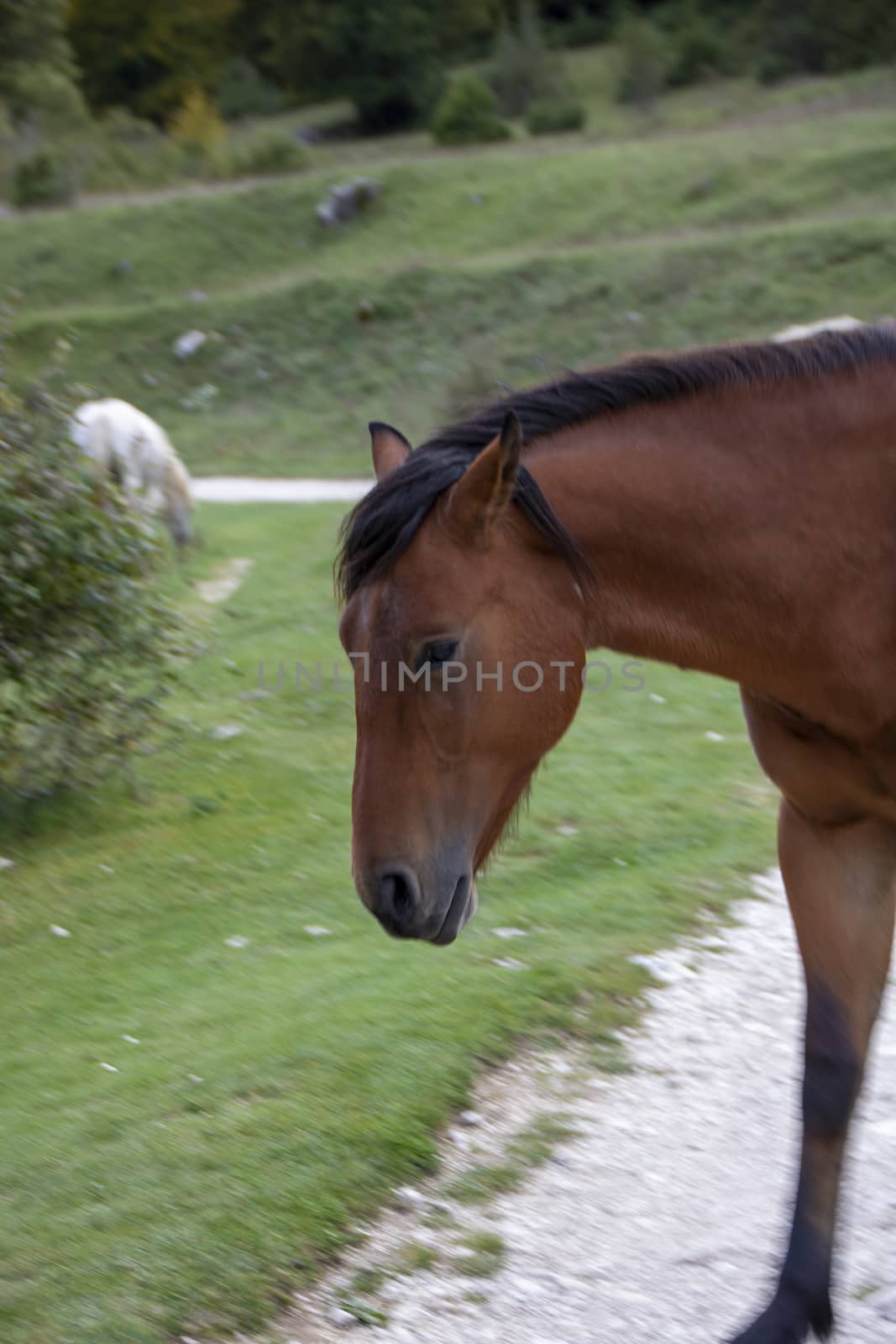 wild horses in Abruzzo National park