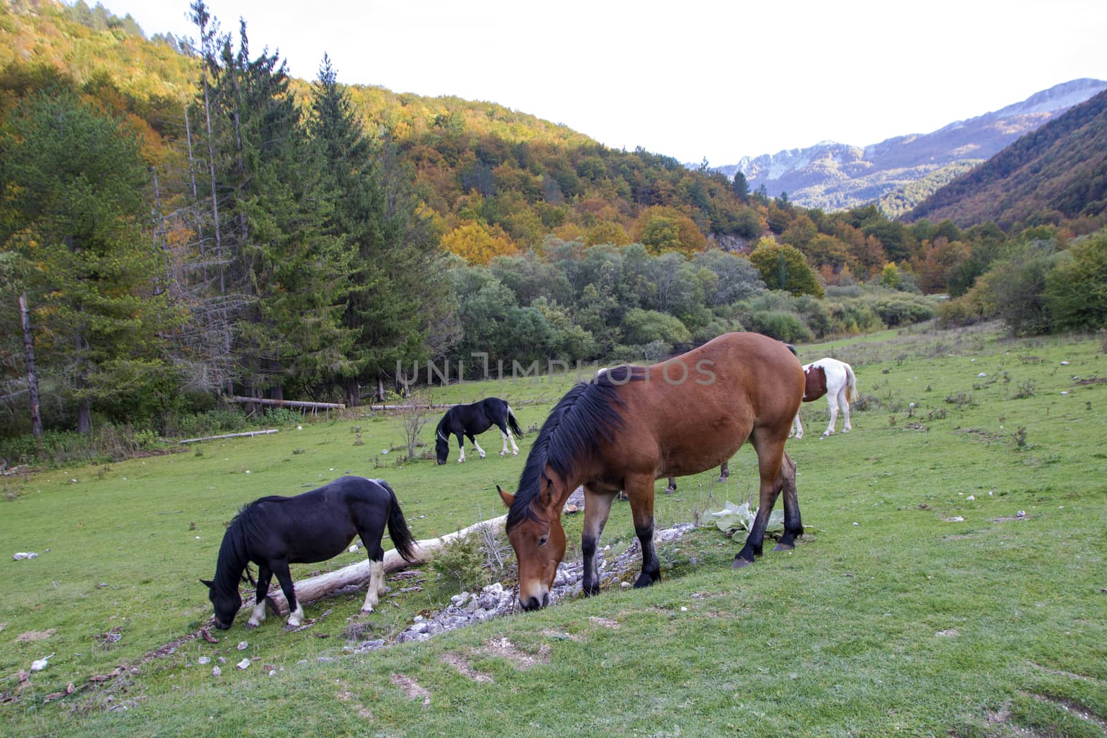 wild horses in Abruzzo National park