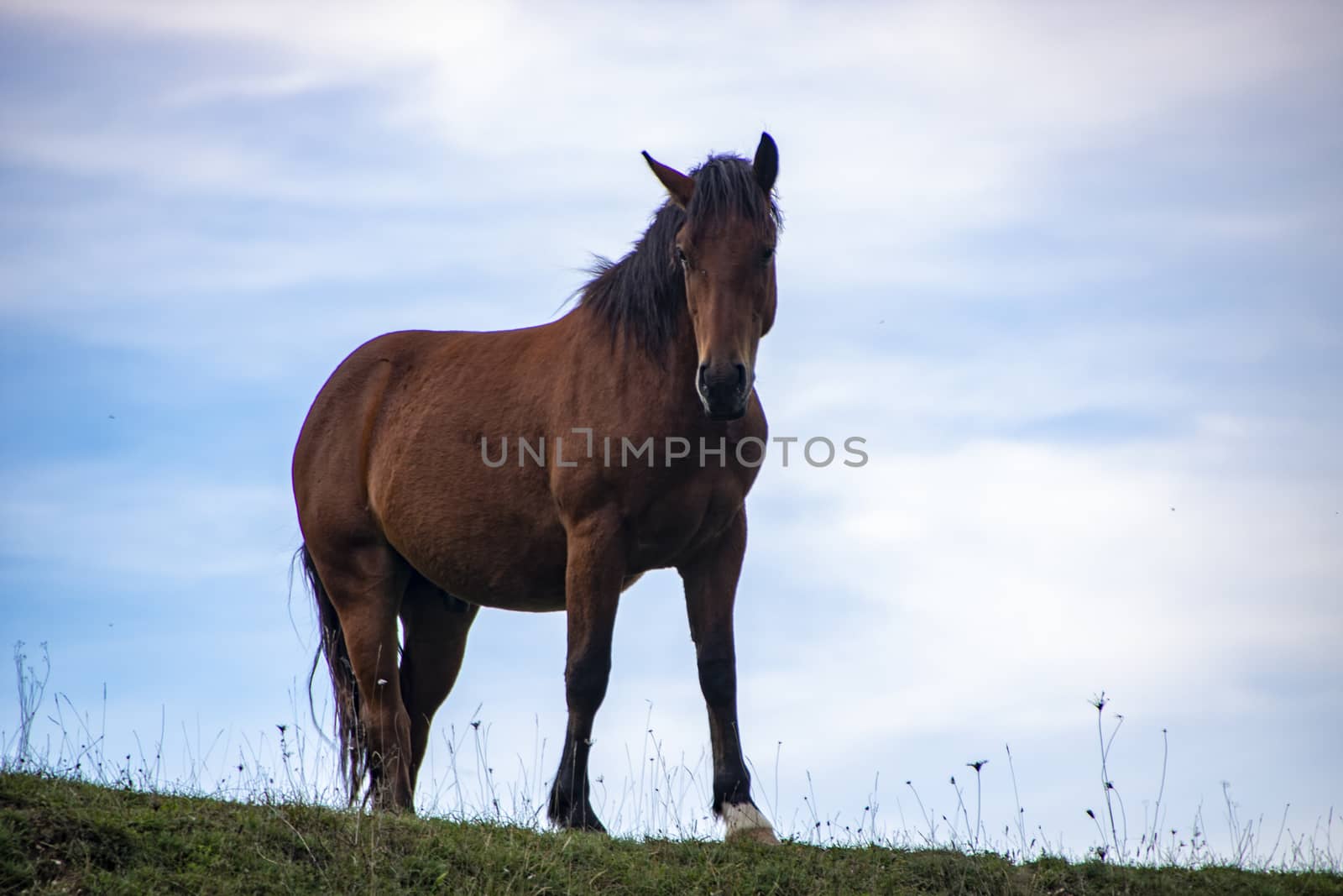 wild horses in Abruzzo National park