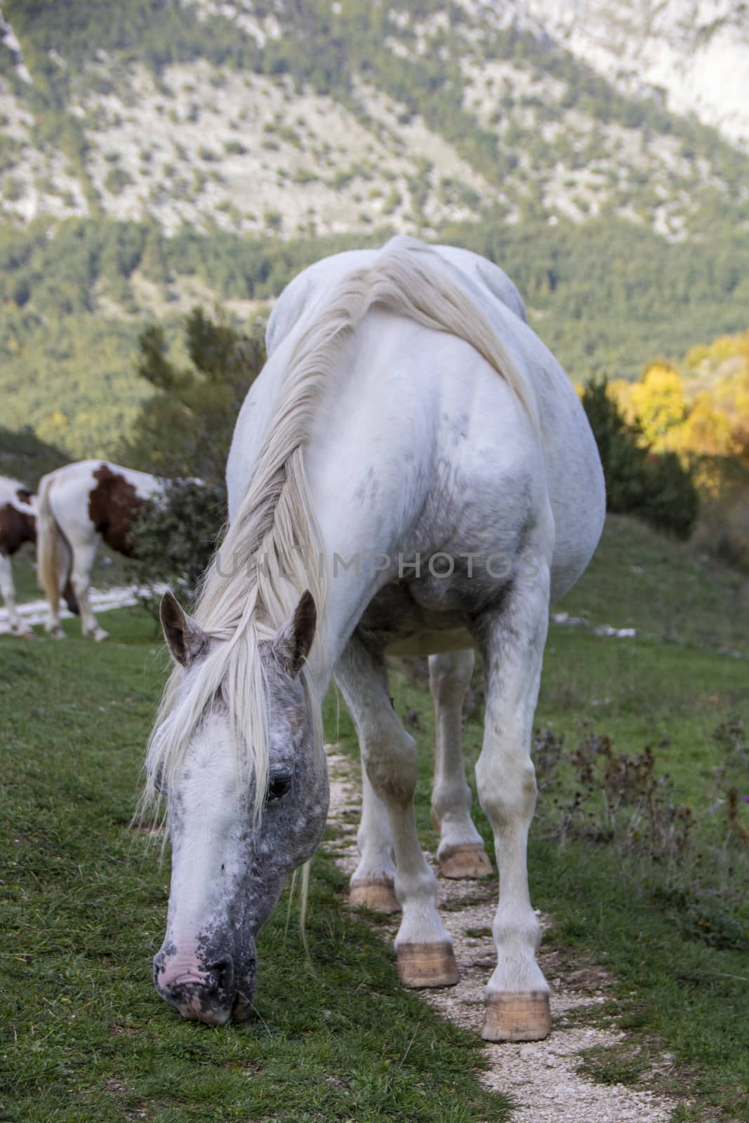 wild horses in Abruzzo National park
