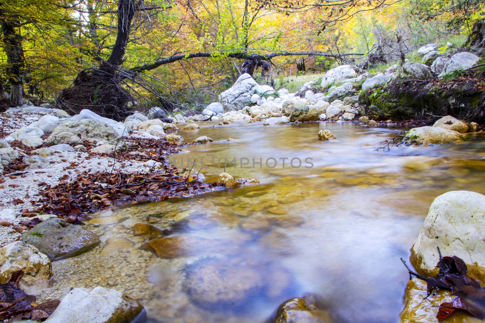 creek in the woods  of val fondillo  in autumn, Abruzzo national park, Italy
