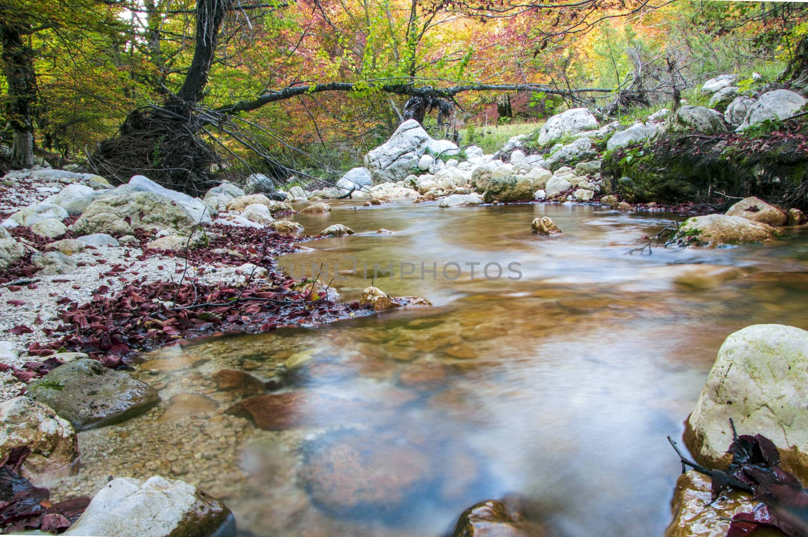 creek in the woods  of val fondillo  in autumn, Abruzzo national park, Italy