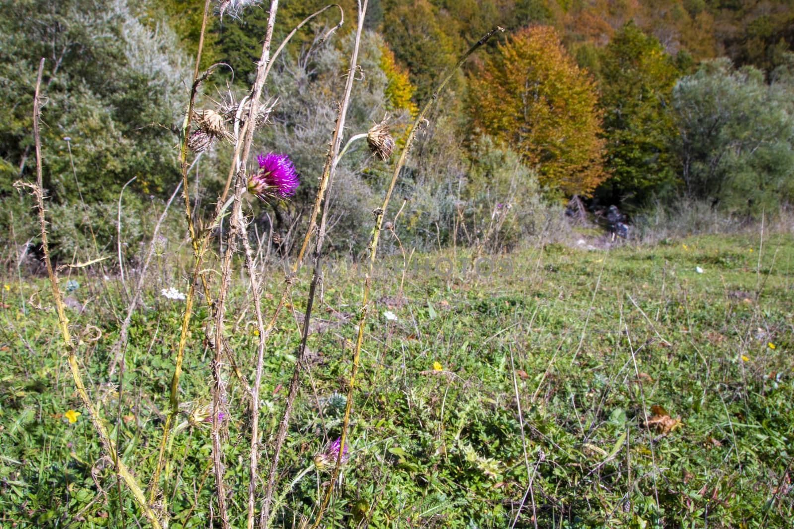 autumnal landscape of val fondillo  in Abruzzo national park, Italy