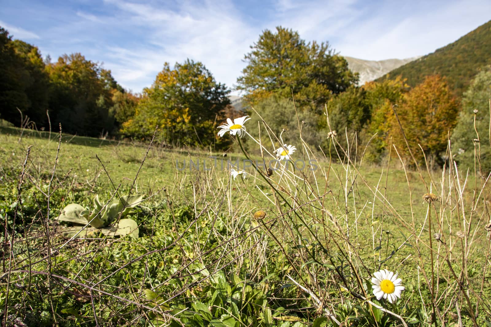 autumnal landscape of val fondillo  in Abruzzo national park, Italy
